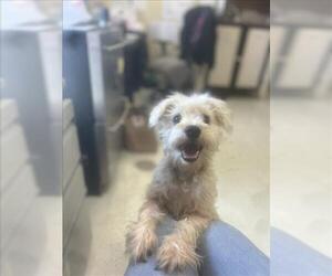 - Mix Dogs for adoption in Santa Cruz, CA, USA