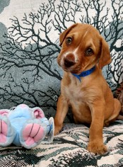 Medium Photo #1 Bulldog-Labrador Retriever Mix Puppy For Sale in Wetumpka, AL, USA