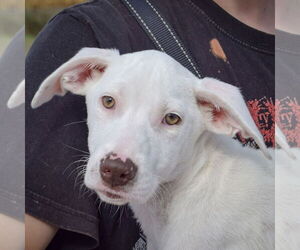 Borador Dogs for adoption in Huntley, IL, USA