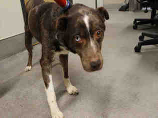 Texas Heeler Dogs for adoption in Modesto, CA, USA