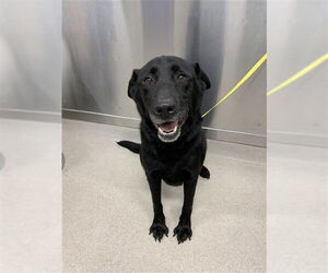 Labrottie Dogs for adoption in Fairbanks, AK, USA