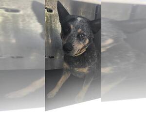 Mutt Dogs for adoption in San Antonio, TX, USA