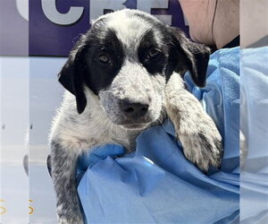 Australian Shepherd-Unknown Mix Dogs for adoption in Modesto, CA, USA