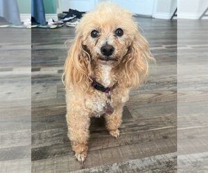 Poodle (Toy) Dogs for adoption in  Ramona, CA, USA