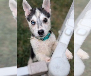 Siberian Husky-Unknown Mix Dogs for adoption in Holly Springs, NC, USA