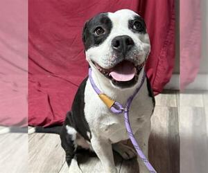 Mutt Dogs for adoption in Redlands, CA, USA