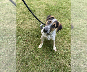 Australian Shepherd-Unknown Mix Dogs for adoption in Low Moor, VA, USA