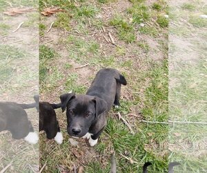 Australian Kelpie-Boxer Mix Dogs for adoption in Fort Scott, KS, USA