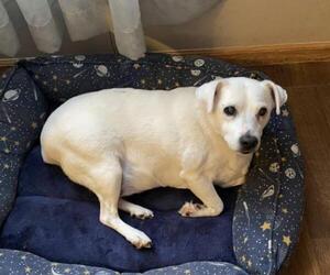 Jack Russell Terrier Dogs for adoption in Holly Springs, NC, USA