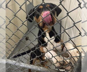 American Staffordshire Terrier-Unknown Mix Dogs for adoption in Anchorage, AK, USA