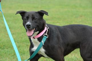 Labrador Retriever-Unknown Mix Dogs for adoption in Cleveland, TX, USA