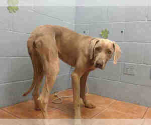 Weimaraner Dogs for adoption in Downey, CA, USA