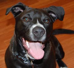 Borador Dogs for adoption in Richmond, IN, USA