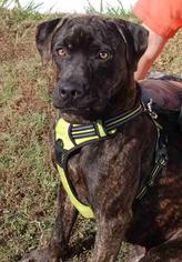 Mutt Dogs for adoption in Ruskin, FL, USA