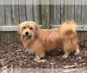 Havanese-Unknown Mix Dogs for adoption in Cranston, RI, USA