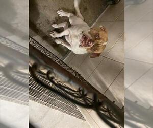 American Bulldog Dogs for adoption in Stockton, CA, USA