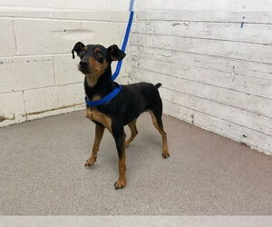 Miniature Pinscher Dogs for adoption in San Bernardino, CA, USA