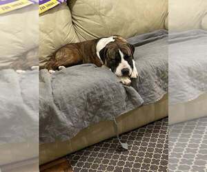 Medium Photo #1 Mutt Puppy For Sale in Abbeville, LA, USA