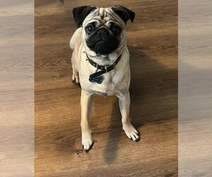 Pug Dogs for adoption in Elizabeth City, NC, USA