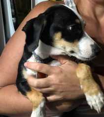 Medium Photo #3 Jack Russell Terrier-Unknown Mix Puppy For Sale in Lakewood, CO, USA