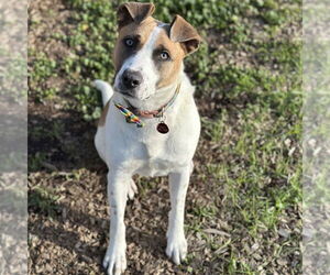 Mutt Dogs for adoption in Rohnert Park, CA, USA