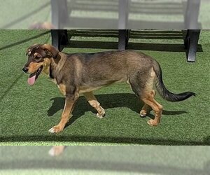 German Shepherd Dog-Unknown Mix Dogs for adoption in Norco, CA, USA