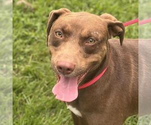 Labrador Retriever-Unknown Mix Dogs for adoption in Yardley, PA, USA