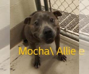 American Pit Bull Terrier Dogs for adoption in Johnson City, TN, USA