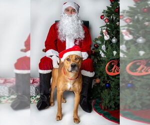 Siberian Husky-Unknown Mix Dogs for adoption in Louisville, KY, USA