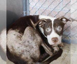 Medium Photo #1 Boxer-Unknown Mix Puppy For Sale in San Antonio, TX, USA