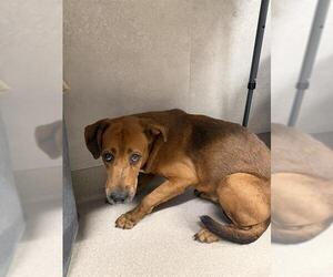 Labrador Retriever Dogs for adoption in Baytown, TX, USA