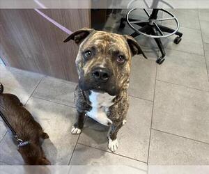 American Pit Bull Terrier-Unknown Mix Dogs for adoption in Fort Collins, CO, USA