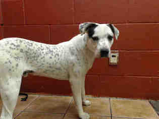 Australian Cattle Dog Dogs for adoption in Downey, CA, USA