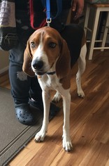 Treeing Walker Coonhound Dogs for adoption in Priest River, ID, USA