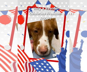 Brittany Dogs for adoption in Curwensville, PA, USA