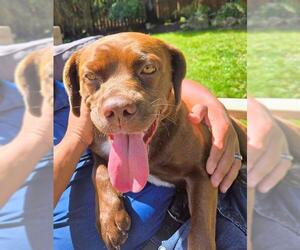 Labrador Retriever-Staffordshire Bull Terrier Mix Dogs for adoption in Stockton, CA, USA