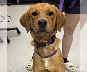 Labrador Retriever-Retriever  Mix Dogs for adoption in Washington, DC, USA