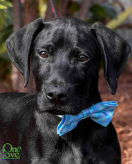 Medium Photo #1 Labrador Retriever-Unknown Mix Puppy For Sale in savannah, GA, USA