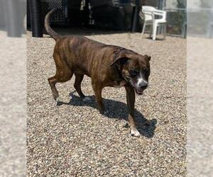 Boxer Dogs for adoption in Ames, IA, USA