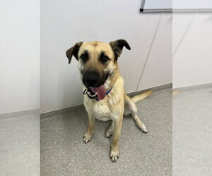 Anatolian Shepherd-Unknown Mix Dogs for adoption in Fort Collins, CO, USA