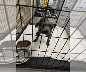 Mutt Dogs for adoption in Texas City, TX, USA