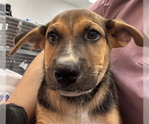 Labrador Retriever-Unknown Mix Dogs for adoption in Riverside, CA, USA