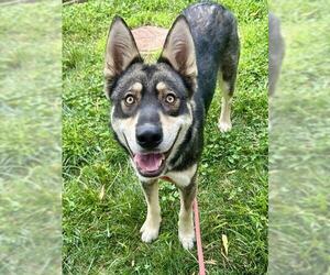 - Mix Dogs for adoption in Sacramento, CA, USA