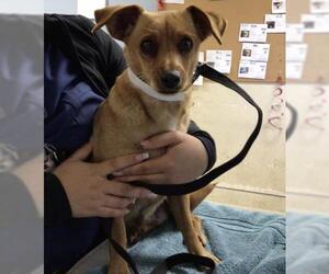 Chihuahua-Unknown Mix Dogs for adoption in Riverside, CA, USA