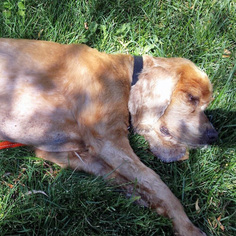 Cocker Spaniel Dogs for adoption in Parker, CO, USA