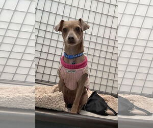 Chihuahua-Unknown Mix Dogs for adoption in Chico, CA, USA