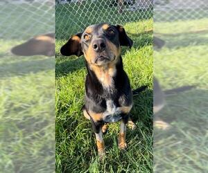 Black and Tan Coonhound-Unknown Mix Dogs for adoption in Rosenberg, TX, USA