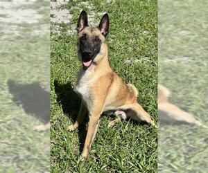 Mutt Dogs for adoption in Fort Lauderdale, FL, USA