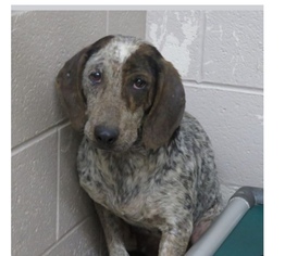 Bluetick Coonhound-Unknown Mix Dogs for adoption in Fredericksburg, VA, USA