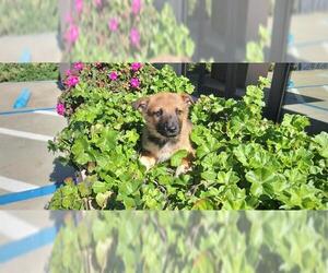 Ausky Dogs for adoption in Jackson, CA, USA